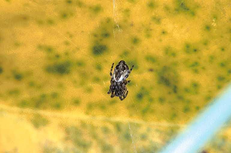 Cyclosa_conica_P1035_Z_78_Les Gris_Frankrijk.jpg